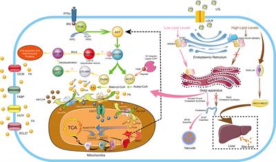 Frontiers | Reprogramming Lipid Metabolism As Potential Strategy For ...